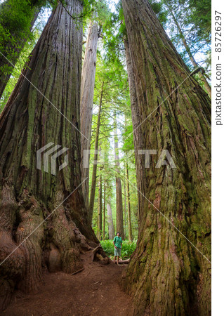 Tourist near sequoia 85726297