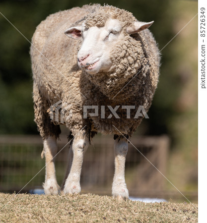 Fluffy sheep Fluffy sheep 85726349