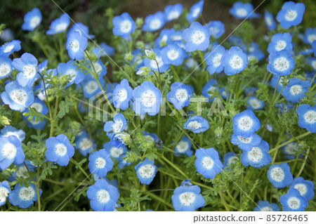 Nemophila 85726465