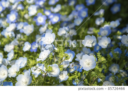 Nemophila 85726466