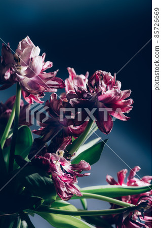 Close up of dried parrot tulips. Close up of dried parrot tulips. 85726669