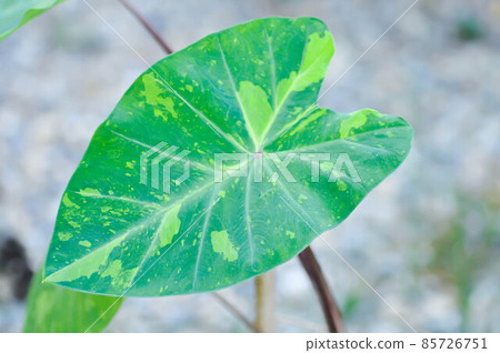 Colocasia esculenta, Lemon Lime Gecko or Colocasia Colocasia esculenta, Lemon Lime Gecko or Colocasia 85726751