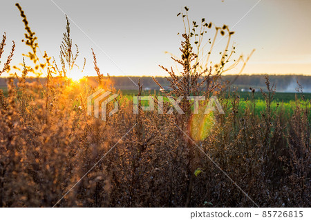 beautiful sunset in field. dry tall grass in the foreground. forest in the background 85726815