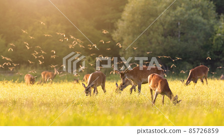 Flock of common starlings flying over a herd of red deer grazing on meadow 85726859