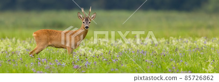 Panoramic view of roe deer standing on a blooming summer meadow with copy space. Panoramic view of roe deer standing on a blooming summer meadow with copy space. 85726862