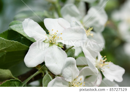 Beautiful apple tree blossom in nature. 85727529