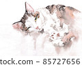 Watercolor illustration of cat relaxing.  85727656