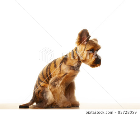 image of dog white background image of dog white background 85728059