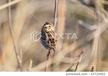 一隻彩旗棲息在樹枝上 (♀) 85728902