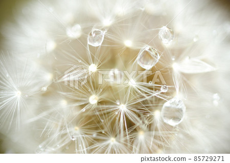 一大早看到的那頂棉帽 85729271