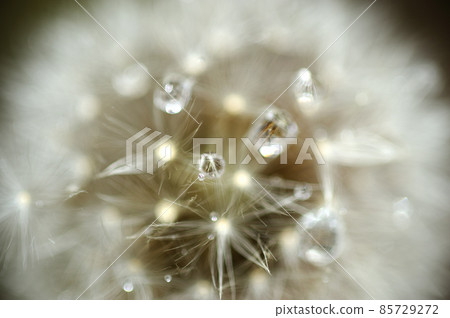 一大早看到的那頂棉帽 一大早看到的那頂棉帽 85729272