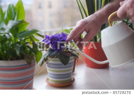 Watering potted home flowers. Close up view Watering potted home flowers. Close up view 85729278