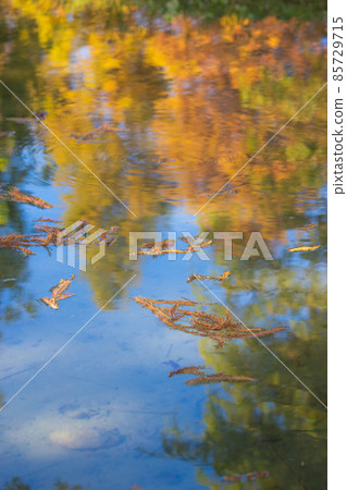 Reflection in the water 85729715