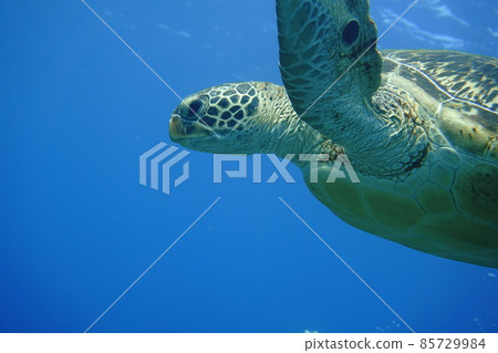 Swim with sea turtle Swim with sea turtle 85729984