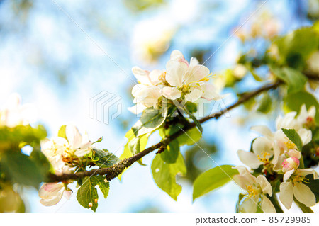 Beautiful white apple blossom flowers in spring time. Background with flowering apple tree. Inspirational natural floral spring blooming garden or park. Flower art design. Selective focus Beautiful white apple blossom flowers in spring time. Background with flowering apple tree. Inspirational natural floral spring blooming garden or park. Flower art design. Selective focus 85729985