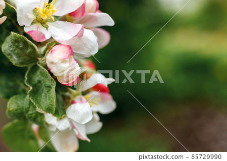 Beautiful white apple blossom flowers in spring time. Background with flowering apple tree. Inspirational natural floral spring blooming garden or park. Flower art design. Selective focus Beautiful white apple blossom flowers in spring time. Background with flowering apple tree. Inspirational natural floral spring blooming garden or park. Flower art design. Selective focus 85729990