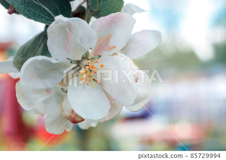 Beautiful white apple blossom flowers in spring time. Background with flowering apple tree. Inspirational natural floral spring blooming garden or park. Flower art design. Selective focus Beautiful white apple blossom flowers in spring time. Background with flowering apple tree. Inspirational natural floral spring blooming garden or park. Flower art design. Selective focus 85729994