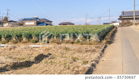 Countryside green onion field 85730697