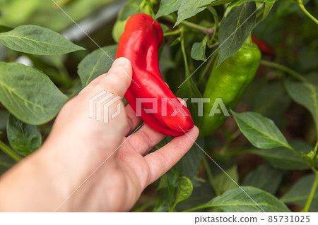 Gardening and agriculture concept. Female farm worker hand harvesting red fresh ripe organic bell pepper in garden. Vegan vegetarian home grown food production. Woman picking paprika pepper 85731025