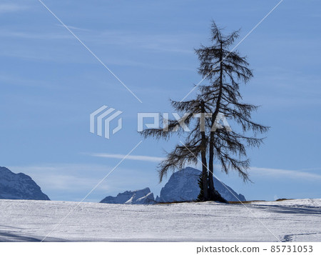 isolated pine tree silhouette on snow in dolomites mountains 85731053