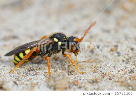 Closeup on a female of the cleptoparasite painted nomad bee , Nomada fucata 85731105