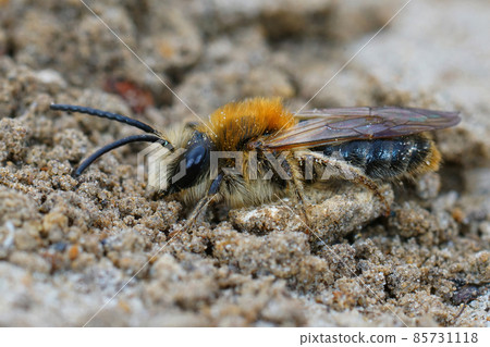 Closeup of a male Grey-patched Mining Bee, Andrena nitida, on sandy soil Closeup of a male Grey-patched Mining Bee, Andrena nitida, on sandy soil 85731118