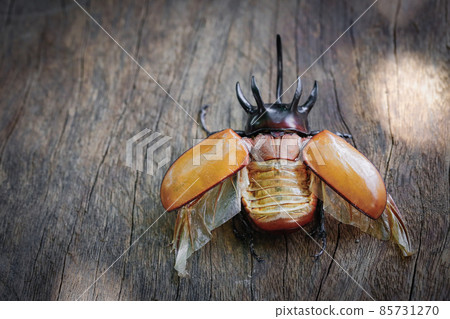 Close up of Five-horned rhinoceros beetle on wood with copy space Close up of Five-horned rhinoceros beetle on wood with copy space 85731270