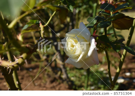 White roses blooming in the autumn rose garden 85731304