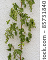 Vine Wall France 85731840
