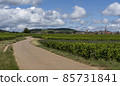Vinyard Meursault Burgundy 85731841