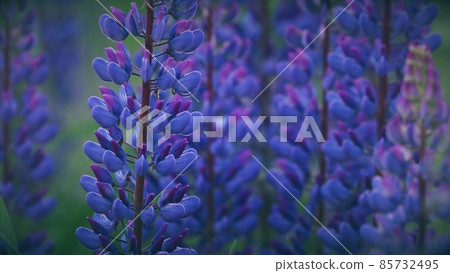 Bush Of Wild Flowers Lupine In Summer Field Meadow Panorama Summer Background. Lupinus, Commonly Known As Lupin Or Lupine, Is A Genus Of Flowering Plants In The Legume Family, Fabaceae 4K 85732495
