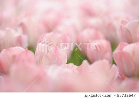 The tulip field I saw someday 85732647