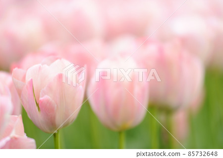 The tulip field I saw someday The tulip field I saw someday 85732648