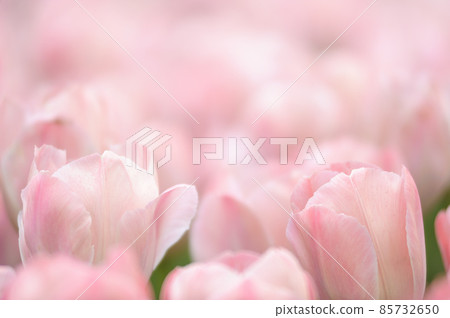 The tulip field I saw someday The tulip field I saw someday 85732650