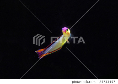Akebono Haze black background Akebono Haze black background 85733457