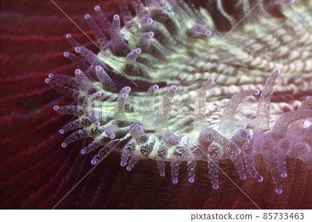 Coral polyp Coral polyp up Hiyu coral Coral polyp Coral polyp up Hiyu coral 85733463