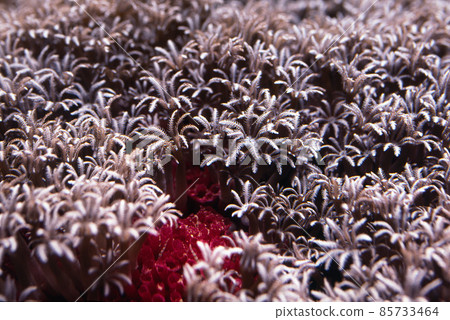 Coral polyp Coral polyp up Kuda coral Coral polyp Coral polyp up Kuda coral 85733464