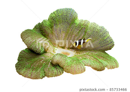 Sea anemone and anemone fish white background Sea anemone and anemone fish white background 85733466