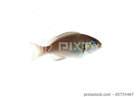 Juvenile blackfish white background 85733467