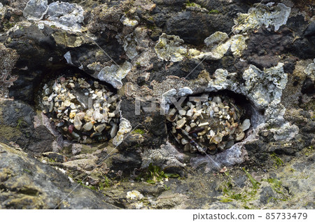 Sea anemone shrunk sea anemone 85733479