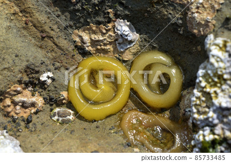 虹吸蟲卵塊 85733485