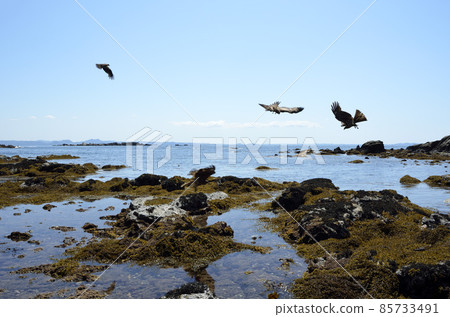 Tobi on the coast Tobi's seaside wide 85733491