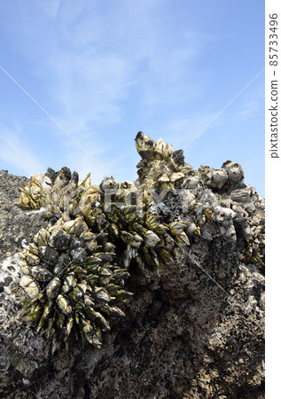 Rocky creature Capitulum mitella wide Rocky creature Capitulum mitella wide 85733496