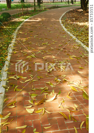 fallen dry leaves on ground close up  85733551