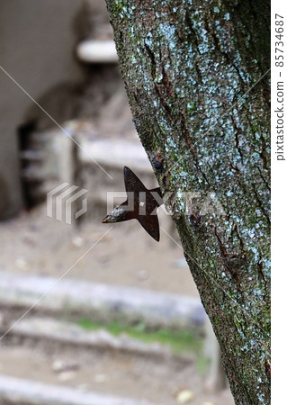 投擲星星 投擲星星 85734687