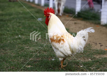 Chicken 85735030
