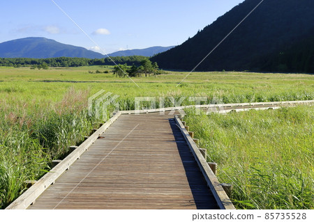 Promenade of the wetland 85735528
