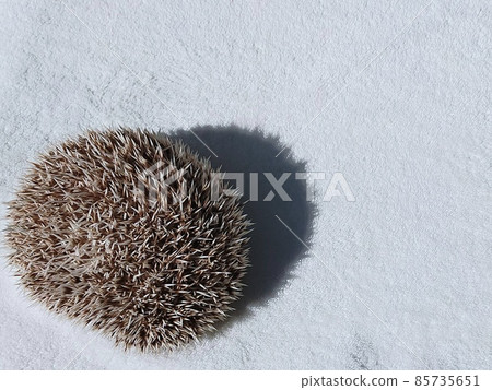 Hedgehog 2 85735651