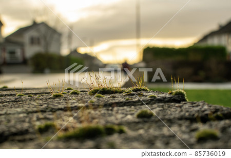 micro plants micro plants 85736019