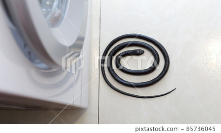 A black venomous snake near a washing machine in a bathroom in Southeast Asia 85736045